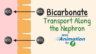 Bicarbonate Reabsorption in the Nephron  Carbonic Anhydrase  AcidBase Balance  Renal Physiology [upl. by Circosta]