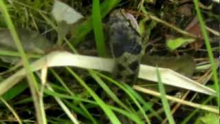 Smooth Snake Eating A Slow Worm No Audio [upl. by Notlil195]