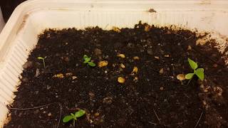 How To Grow American Cranberry seeds Part 2 [upl. by Venator]