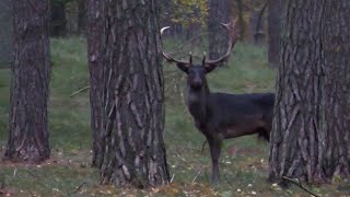 Schwarze Damhirsch in der Brunft 1 black fallow deer in matting season [upl. by Heer41]