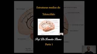 Telencéfalo  Estruturas Mediais  Anatomia Humana neuroanatomia anatomia anatomiahumana [upl. by Amrita]