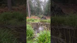 Rainy Swinley forest bracknell rainyday goodmood [upl. by Arteid]