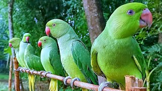 Talking Parrot Natural SoundsVoices [upl. by Vivian477]