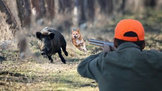 Hunting Wild Boar PART 5Season 2023  AIT MIMOUN  KHEMISSET [upl. by Nossaj]