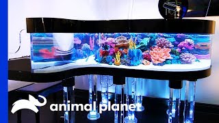 This Unique Tank Is The Size Of A Grand Piano  Tanked [upl. by Marras]