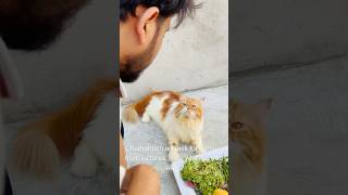 Billu sabziwala😳😳 catcomedy cat billicomedy billug catvideo sajidcat billucat [upl. by Berty]