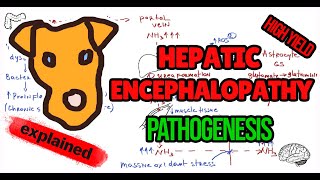 HEPATIC ENCEPHALOPATHY Pathogenesis [upl. by Assenab]