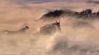 Cheetah Hunting Wildebeest  Big Cat Diaries  BBC Earth [upl. by Oniliuqnart]