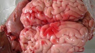 Lavaggio del cervello  Brain Washing [upl. by Eadrahs]