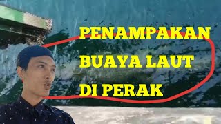 PENAMPAKAN BUAYA LAUT DI LUMUT PERAK MALAYSIA [upl. by Fortunna]