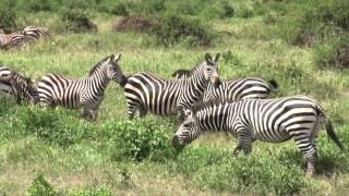 The wildlife in the Amboseli National Park Kenya [upl. by Verada286]