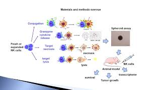 Natural Killer cell cytotoxicity against Medulloblastoma – Video abstract 458278 [upl. by Sgninnej515]