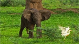 Curious Baby Elephant Proves Fascinating Discovery [upl. by Haraf]