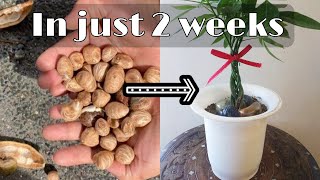 PLANTING MONEY PLANT SEEDS STEP BY STEPHOW TO BRAID MONEY TREEPachira aquatics [upl. by Bena368]