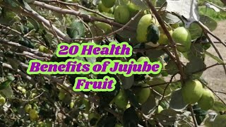 20 HEALTH BENEFITS OF JUJUBE FRUIT ZIZIPHUS JUJUBA [upl. by Hephzibah]