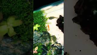 Beautiful shrimp tank setup idea 🦐short shorts shortvideo [upl. by Ahsenhoj]