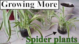 Germinating Spiderplants  Getting spider plants to root [upl. by Neerac]