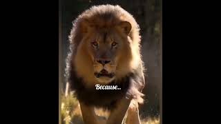 Motivation lion spiritonlylegendswillunderstand [upl. by Bruis207]