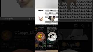 Para Cuppykit emoijcat emojicat animation emoji duetcats emojicatcringe [upl. by Aztinaj31]