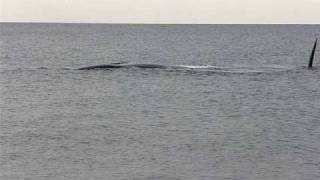 Ballenas en la playa de las Canteras [upl. by Ennej953]