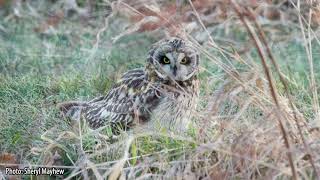 All About Owls ShortEared Owl [upl. by Dunston670]