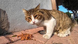 Fluffy stray cat gets some delicious wet cat food [upl. by Urian]