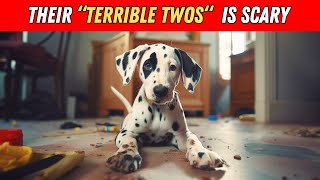 10 Reasons Why You Should NEVER Get a Dalmatian [upl. by Delinda]