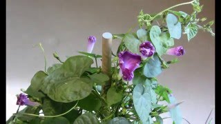 Time lapse of a morning glory openingclosing [upl. by Keating]