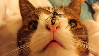 What to Do If Your Cat Is Stung By a Bee or Wasp VetApproved Tips [upl. by Areema]