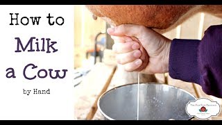 How to Milk a Cow By Hand or goat [upl. by Mohandis857]