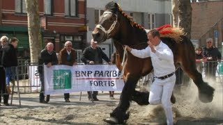 Belgian Draft Horses in Vilvoorde Belgium [upl. by Araic]