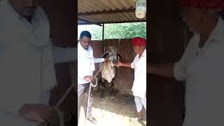 Gir cow aravali dairy farm aamir 9414745465 [upl. by Acireh]