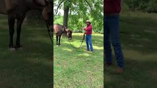 Hobble Training Your Horse [upl. by Zanlog]