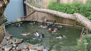 Unsere Zierenten  ornamental ducks [upl. by Attenaj468]