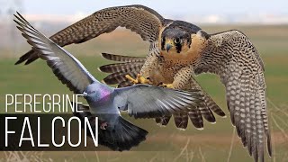 PEREGRINE FALCON  Bird Slayer and Dive master The Fastest Animal on the Planet [upl. by Croix]