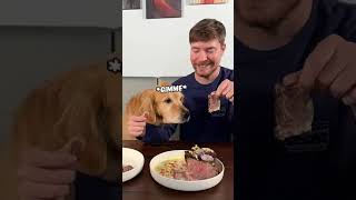 Feeding A Dog 1 vs 10000 Steak [upl. by Eecal]