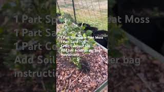 Growing Blueberries in Containers gardening blueberry [upl. by Ayikur499]