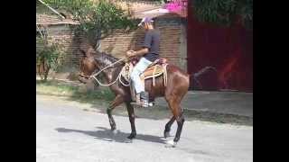 EL HUARACHE EN EL CABALLO BAILANDO EN CUAHUTEMOC COLIMA [upl. by Parthena814]