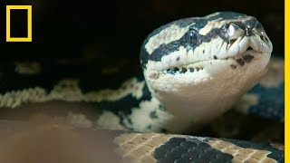 La diversité des armes dattaque des serpents [upl. by Cavit]