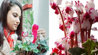 Cyclamen Flower Plants Care and Tips  How to Save Cyclamen Bulbs in Dormancy Period [upl. by Brynna345]