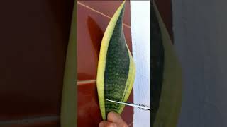 💛Mantener borde AMARILLO de Sansevieria trifasciata Laurentii al reproducir  Propagar Sansevieria [upl. by Marciano]