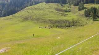 Hengstauftrieb Rauris 2014 part 5 [upl. by Idnat358]