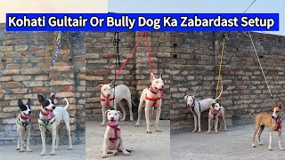 Biggest Kohat Dog 🐕 Centre  Kohati Gultair vs Bully Dog [upl. by Rolandson]