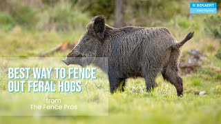 Learn the BEST Fencing out Feral or Wild Hogs [upl. by Ilwain]