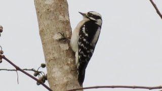 Downy Woodpecker Calls [upl. by Yhotmit]