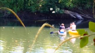 Chehalis River Wild Chinook Salmon [upl. by Pufahl503]