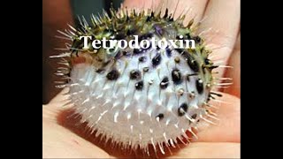 Tetrodotoxin and its synthesis [upl. by Zile]