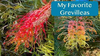 Grevillea Superb and Peaches amp Cream [upl. by Jeremy]