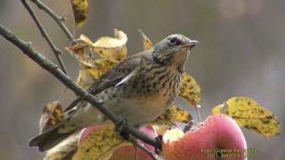 BJÖRKTRAST Fieldfare Turdus pilaris Klipp  432 [upl. by Querida760]