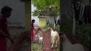 Bokra vimal khata hai🤣reelsfunny viral cg explore trending trendingreels meme [upl. by Laurance]